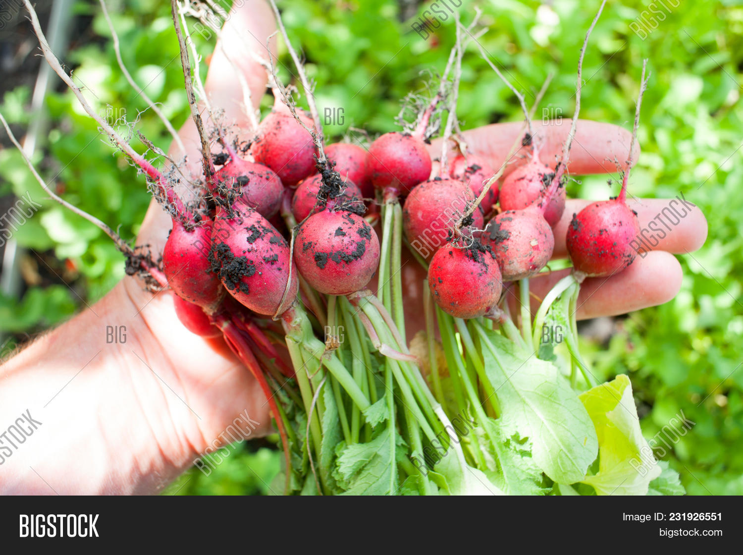 Radishes Ripe Ripe Ripe Radish Fresh Image & Photo (Free Trial) | Bigstock