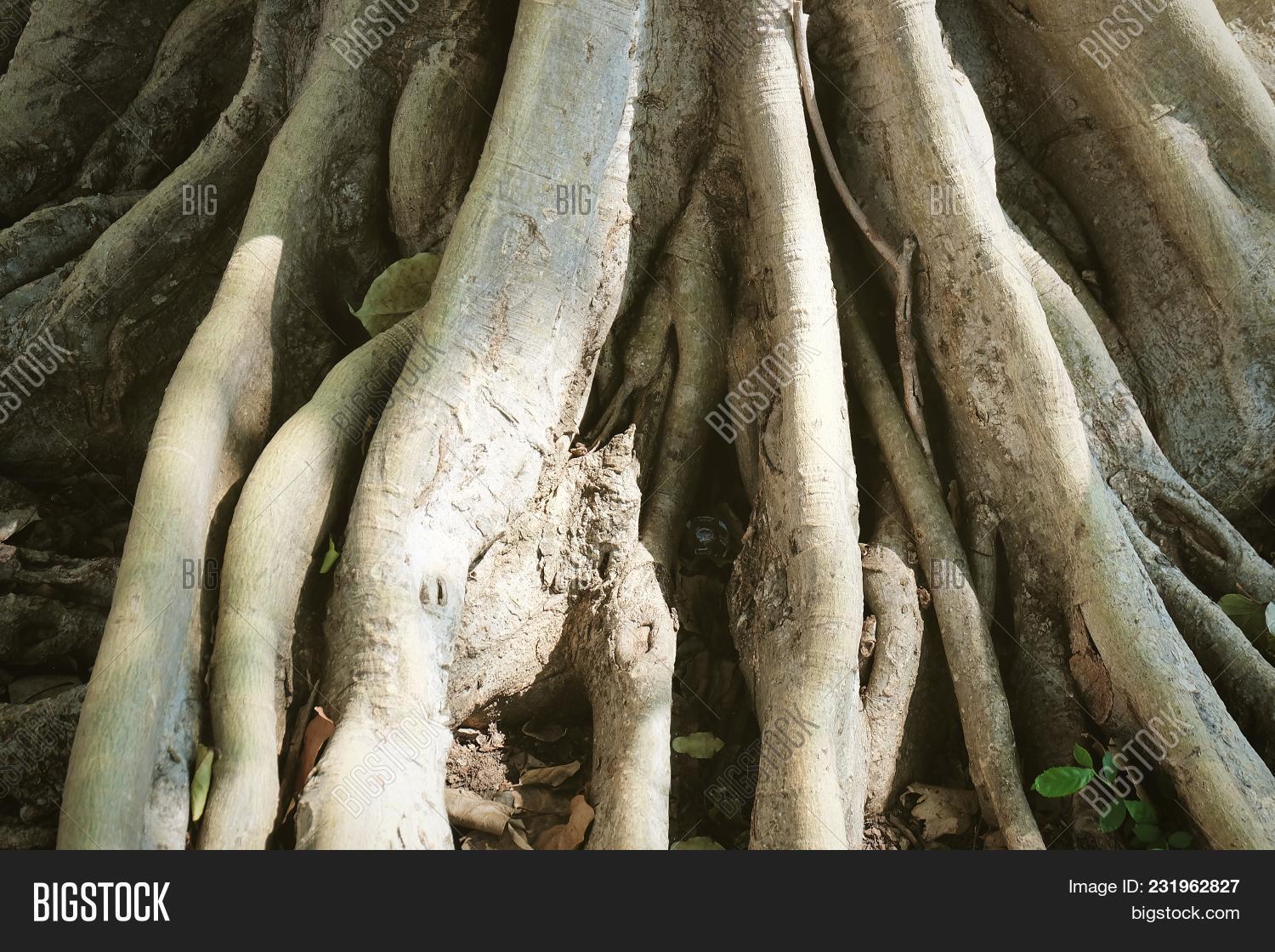 Big Tree Roots System Image & Photo (Free Trial) Bigstock