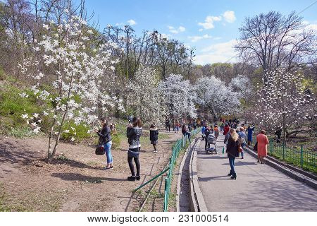 Ukraine, Kiev - April 10, 2017: Blossoming Magnolias In The Botanical Garden Named After A.v. Fomin
