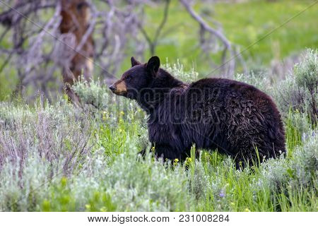 Wild Black Bear Near The Idaho, Wyoming Border