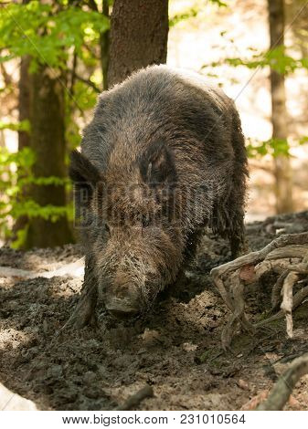 Sus Scrofa Scrofa - Central European Boar In Forest