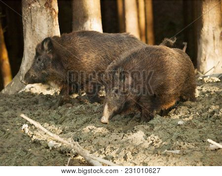 Sus Scrofa Scrofa -two Central European Boars Stay In Mud Bath