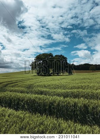 Lonely Tree In The Wheat Field In England