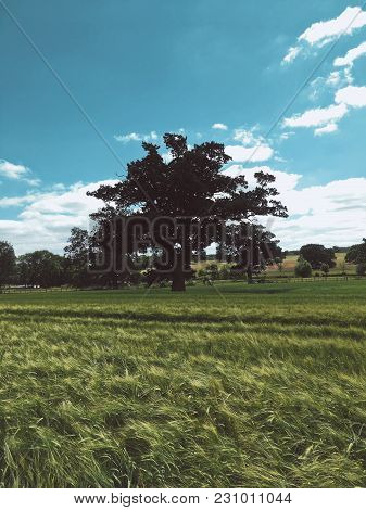 Lonely Tree In The Wheat Field In England