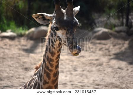 Adualt Giraffe Sticking Its Tongue In Its Nose