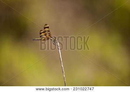 Halloween Pennant Dragonfly Celithemis Eponina
