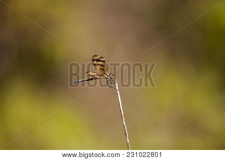 Halloween Pennant Dragonfly Celithemis Eponina
