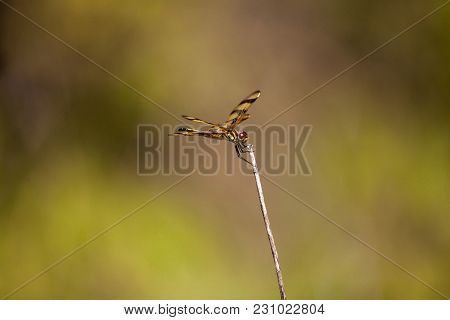 Halloween Pennant Dragonfly Celithemis Eponina