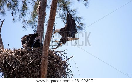 Flying Adult Bald Eagle Haliaeetus Leucocephalus