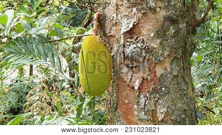 Natural Ripe Yellow Green Maniok Bread Fruit Depends On A Tree In A Forest In The Seychelles