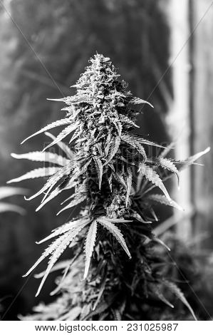 Marijuana Cultivation Indoor Growing Cultivation Close Up In Grow Box B&w