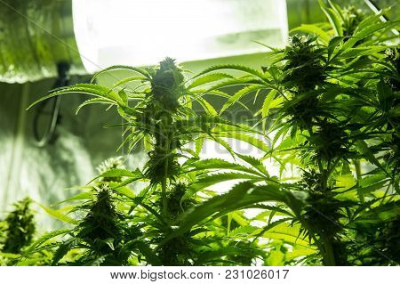Marijuana Cultivation Indoor Growing Cultivation In Grow Box