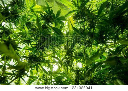 Cannabis Cultivation Indoor Growing Cultivation In Gow Box