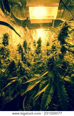 Cannabis Cultivation Indoor Growing Cultivation In Gow Box