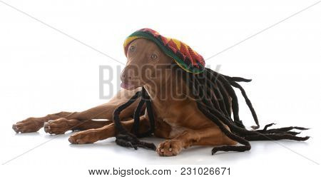 male pharoah hound wearing rastafarian wig on white background