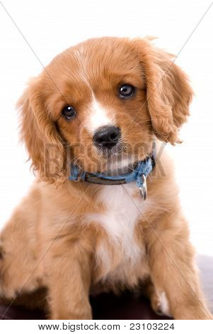 King Charles Cavalier Six Week Old Puppy With Soulful Eyes