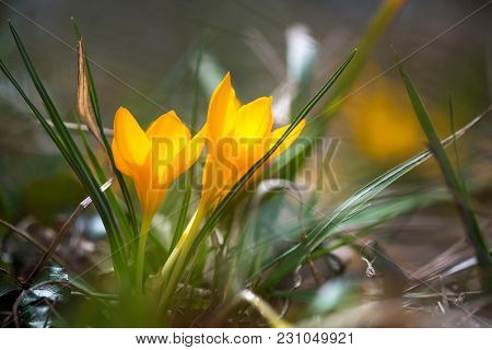 Sprouting Crocus In Spring Garden