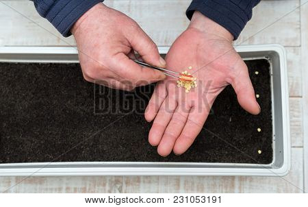 Farmer`s  Hand Holding Tweezers Precisely Planting Seeds For Pepper Seedlings