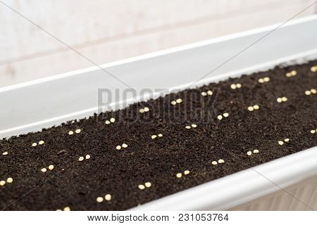 White Pot With Precisely Planted Seeds For Pepper Seedlings