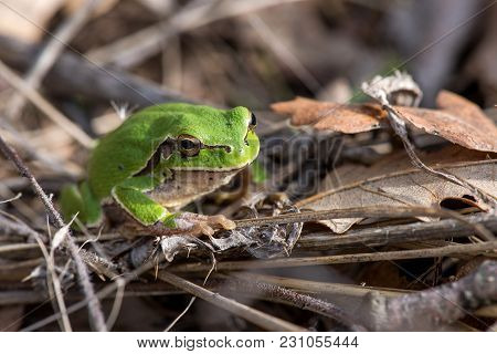 Tree Frog (hyla Arborea) Syn. (rana Arborea), European Tree Frog On The Forest Ground, In Natural En