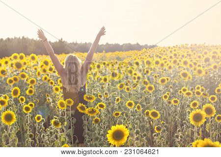 Field Of Sunflowers In Sunlight. Girl, Rear View, On The Field Of Sunflowers. Happy Young Woman Walk