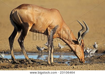 Hartebeest แดงดื่ม