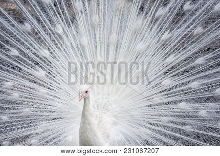 White Peacock Showing Off His Colorful Tail Fully Opened
