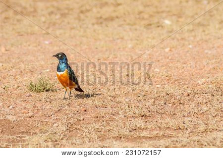 Superb Starling In The Savannah Grassland Of The Amboseli In Kenya