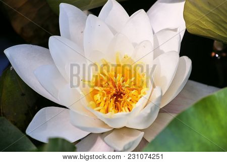 Water Lilies And Green Leaves On The Pond