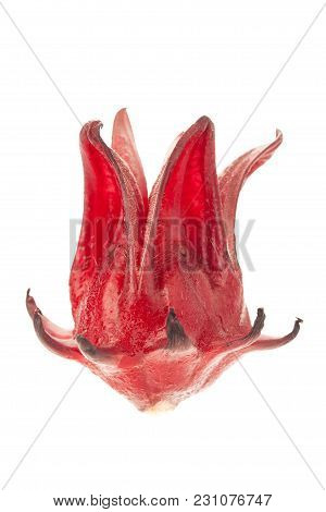 Red Roselle Isolated