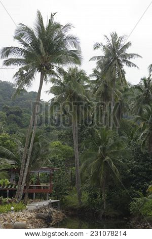 Ko Kut,thailand- February 26,2018: Coconut Palms On The Paradise Coconut Island