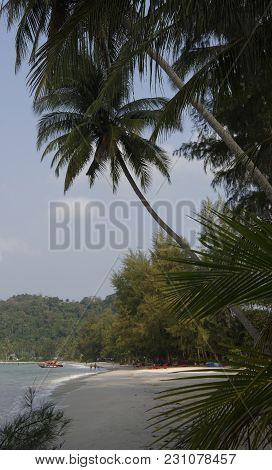 Ko Kut,thailand- February 26,2018: Coconut Palms On The Paradise Coconut Island