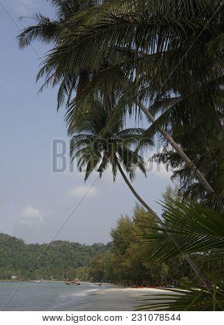 Ko Kut,thailand- February 26,2018: Coconut Palms On The Paradise Coconut Island