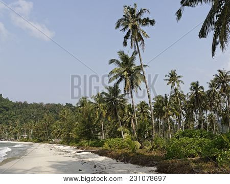 Ko Kut,thailand- February 26,2018: Coconut Palms On The Paradise Coconut Island