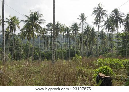 Ko Kut,thailand- February 26,2018: Coconut Palms On The Paradise Coconut Island