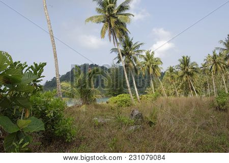 Ko Kut,thailand- February 26,2018: Coconut Palms On The Paradise Coconut Island