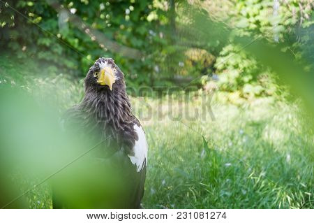 Black Kite In The Afternoon Sun, In Wild