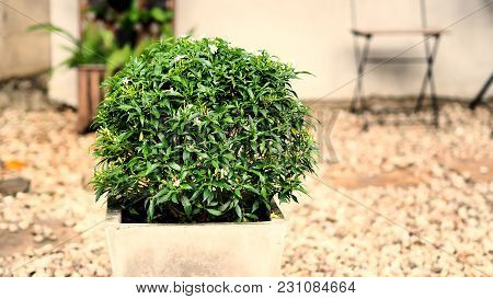 Gerdenia Crape Jasmine Flower In Cement Pot