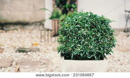 Gerdenia Crape Jasmine Flower In Cement Pot