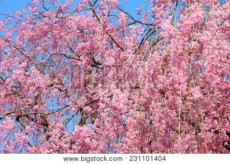 Ueno Park Spring Time. Cherry Blossoms In Tokyo, Japan. Pink Cherry Blossoms. Weeping Cherry - Shida