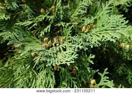 Flat Green Leaves Of Thuja Occidentalis With Cones