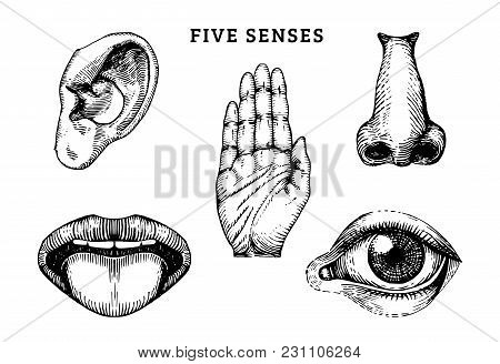 Icons Set Of Five Human Senses In Engraved Style. Vector Illustration Of Sensory Organs.