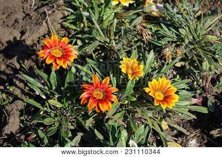Four Yellow And Orange Flowers Of Gazania In Autumn