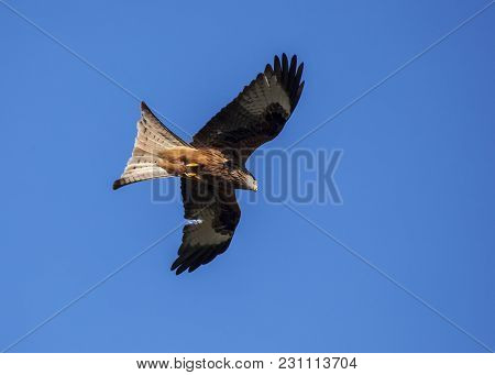 Red Kite (milvus Milvus) With Spread Wings In Flight With A Blue Sky Background