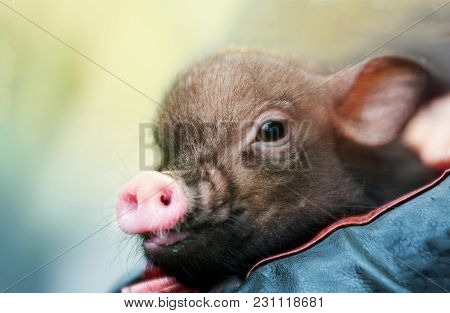 Cute Little Piglet On A Nice Bright Background