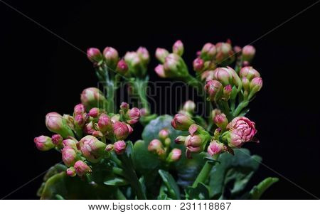 Macro Close Up Of Pink Flower Kalanchoe Tropical Succulent Plant Or Better Known As Widow's-thrill O