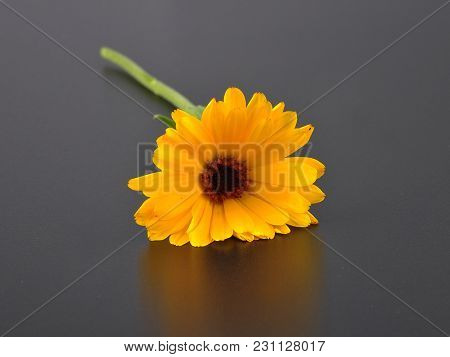 Colorful And Crisp Image Of Common Marigold On Black Background