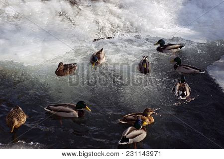Wild Ducks Mallards Winterings In The Open Water In The Middle Of The Ice Next To A Small Waterfall