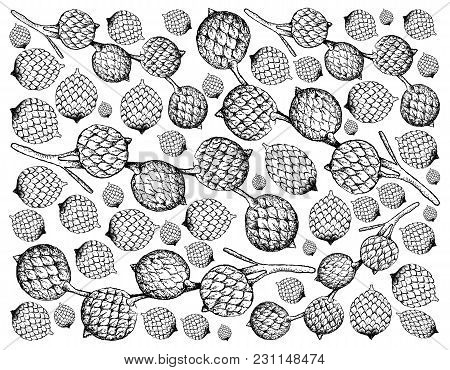 Tropical Fruits, Illustration Of Hand Drawn Bunch Of Sketch Rattan Fruits Isolated On A White Backgr