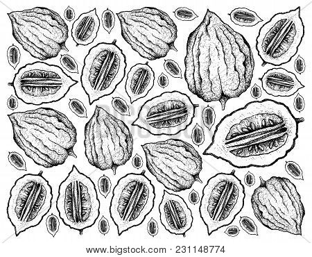 Tropical Fruit, Illustration Wall-paper Background Hand Drawn Sketch Of Etrog Fruits, Essential Nutr